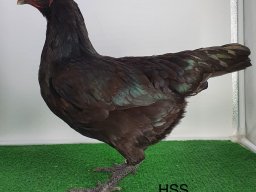 0.1 schwarz v97 maximilian meinzer